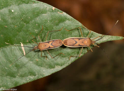 Image of Homoeocerus (Tliponius) limbatipennis (Stål 1860)