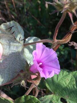 Слика од Ipomoea ficifolia Lindl.