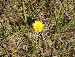 Image of Grindelia scorzonerifolia Hook. & Arn.