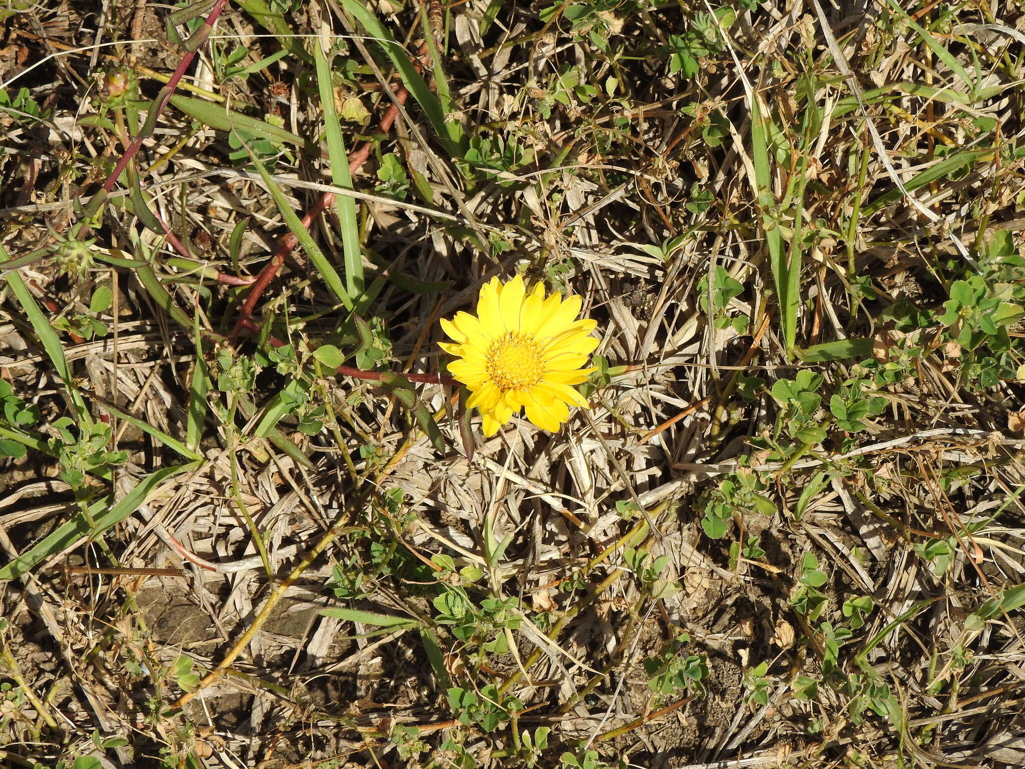 Image of Grindelia scorzonerifolia Hook. & Arn.