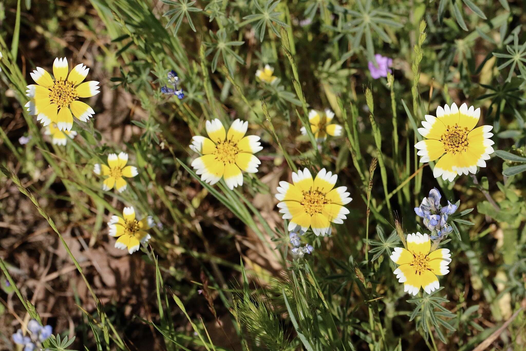 Слика од Layia chrysanthemoides (DC.) A. Gray