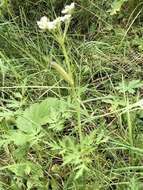 Image of Rocky Mountain hemlockparsley