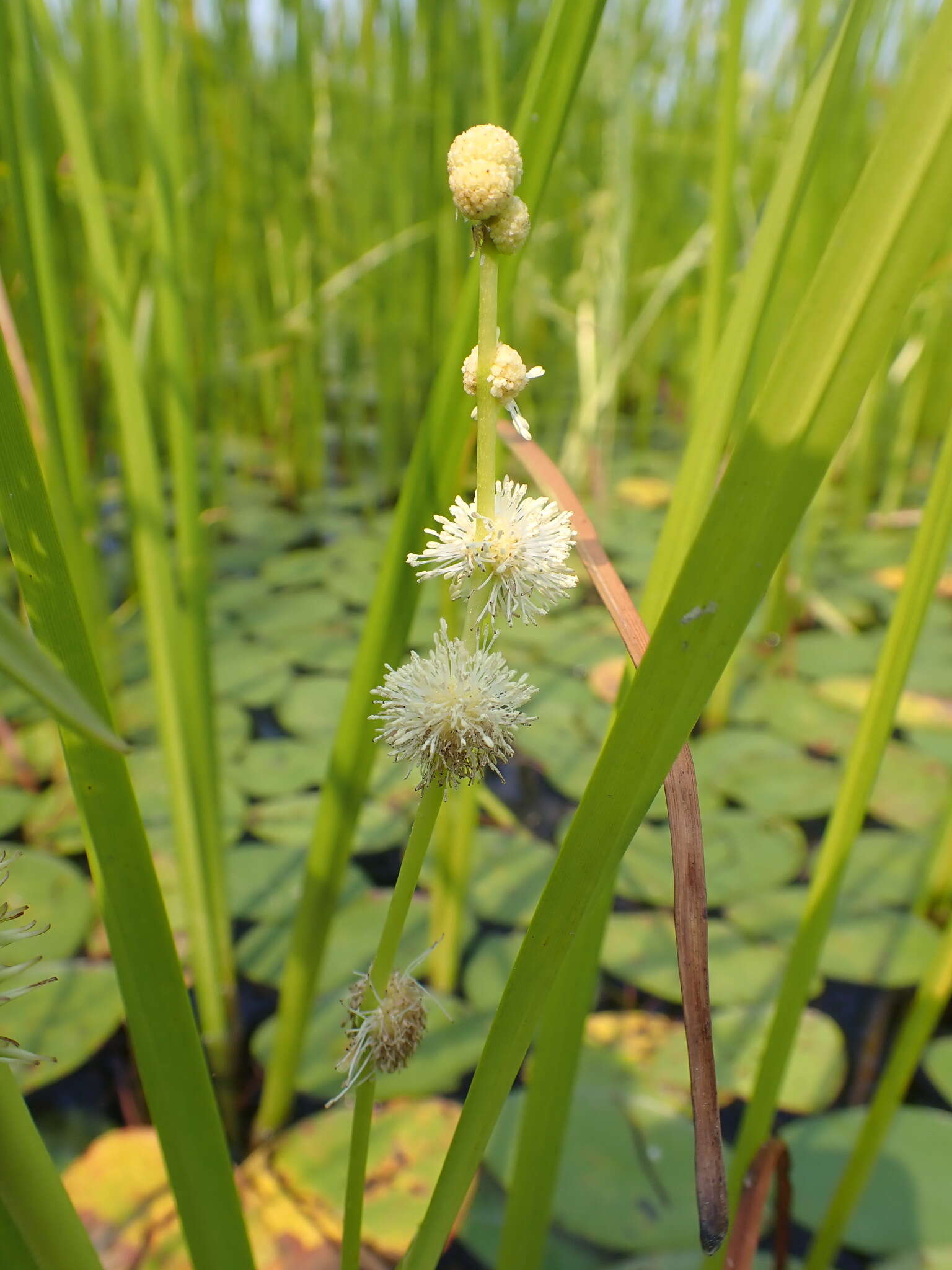 Sivun Sparganium androcladum (Engelm.) Morong kuva