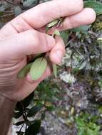 Image of Gaultheria paniculata B, L. Burtt & A. W. Hill