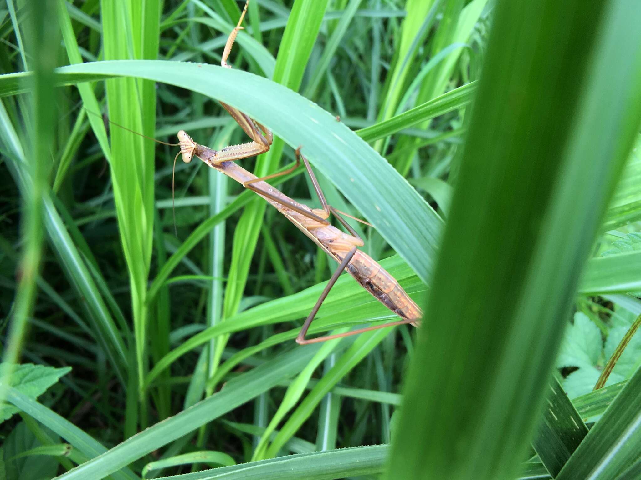 Image of Asian mantis