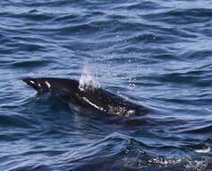 Image of Right whale dolphin