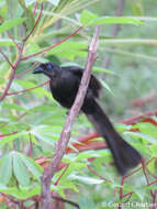 Image of Treepie