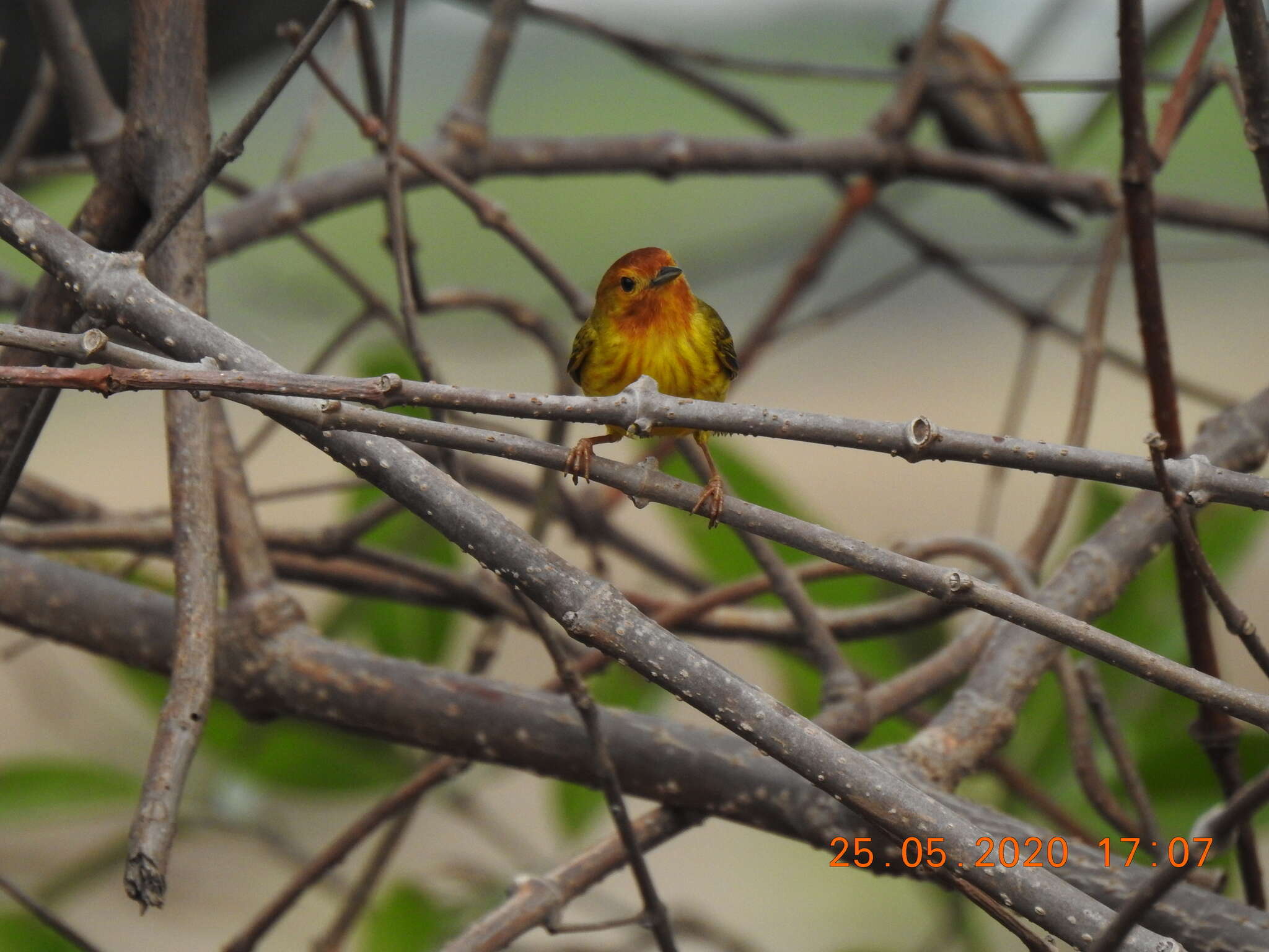 Image of Setophaga petechia aequatorialis (Sundevall 1869)