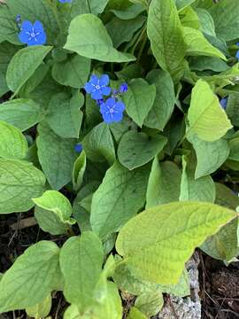 Image of navelwort