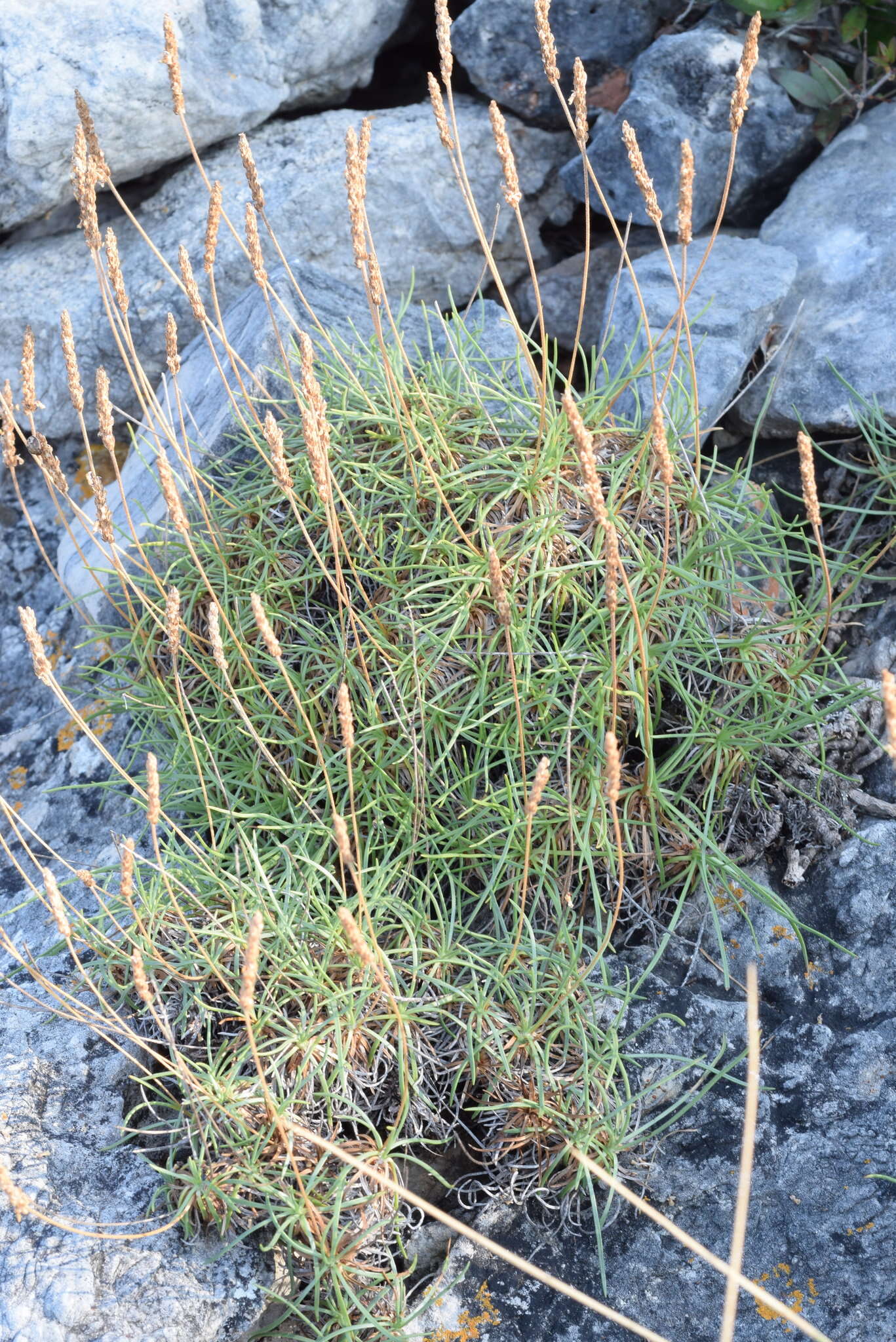 Image of Plantago subulata L.