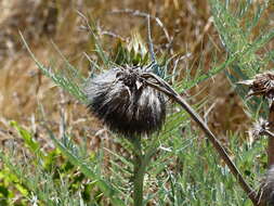 Image of Cynara cardunculus subsp. flavescens A. Wiklund