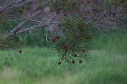 Image of Acacia spirorbis Labill.