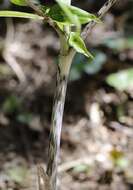 Arisaema yamatense subsp. sugimotoi (Nakai) H. Ohashi & J. Murata的圖片