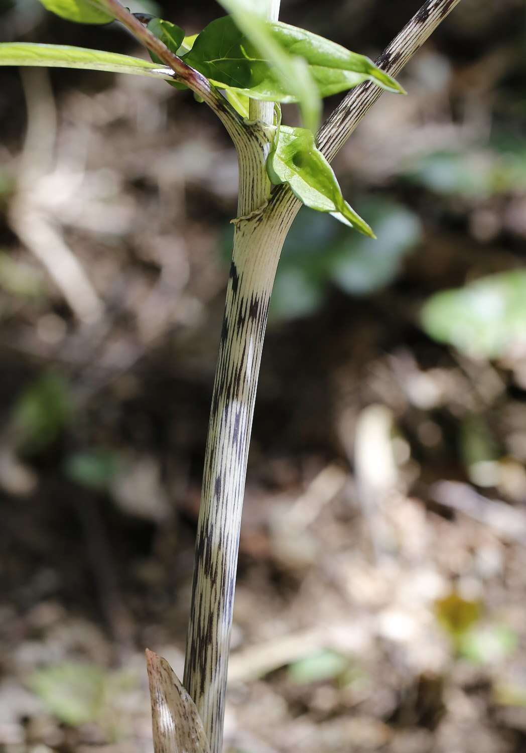 Image of Arisaema yamatense subsp. sugimotoi (Nakai) H. Ohashi & J. Murata