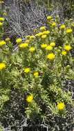 Image of Pteronia onobromoides DC.