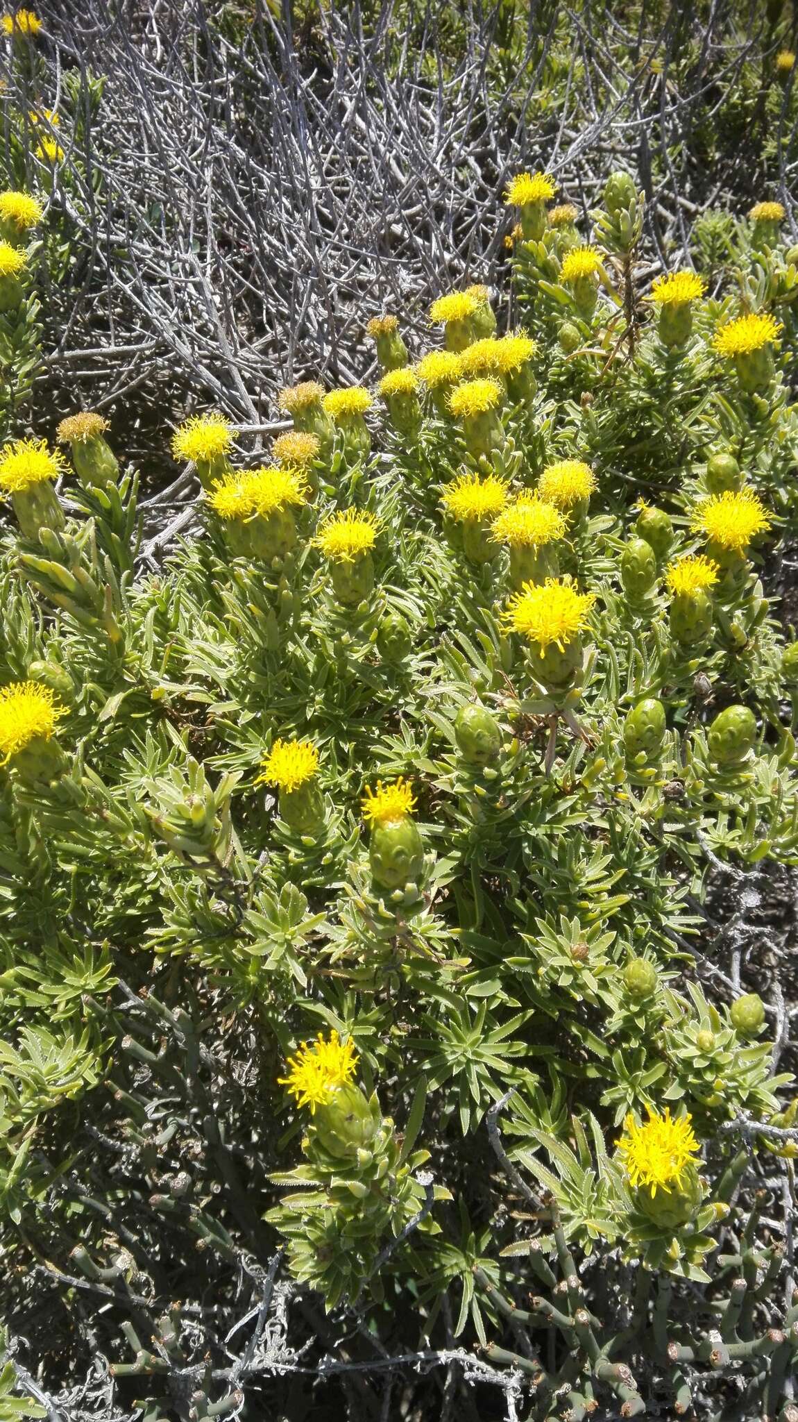 Image of Pteronia onobromoides DC.