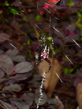 Imagem de Argiope ocula Fox 1938