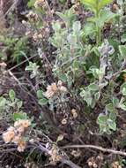 Image of Helichrysum lepidissimum S. Moore