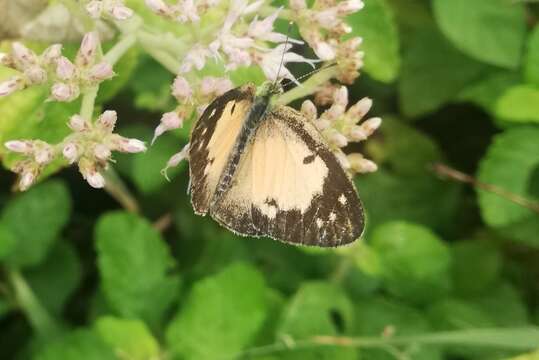 Colotis amata (Fabricius 1775)的圖片