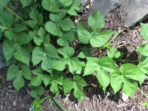 Image of Ivyleaf morning-glory