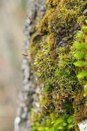 Image of small hairy screw-moss