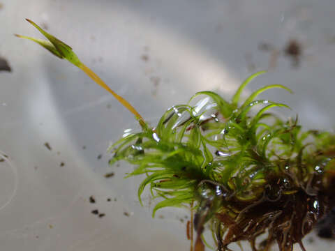 Image of Gardner's ptychomitrium moss