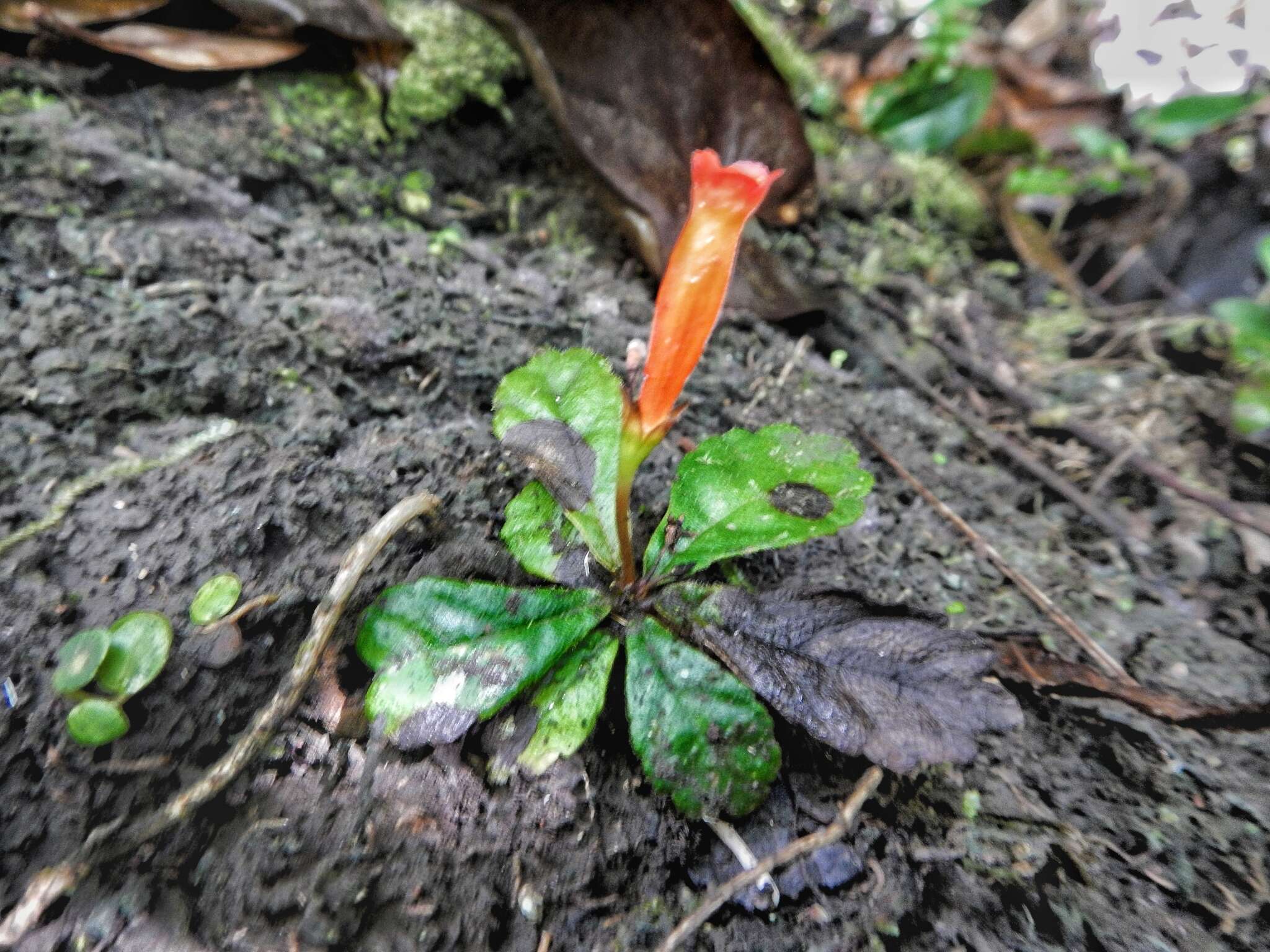 Sivun gesneria kuva