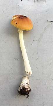 Imagem de Amanita elongata Peck 1909