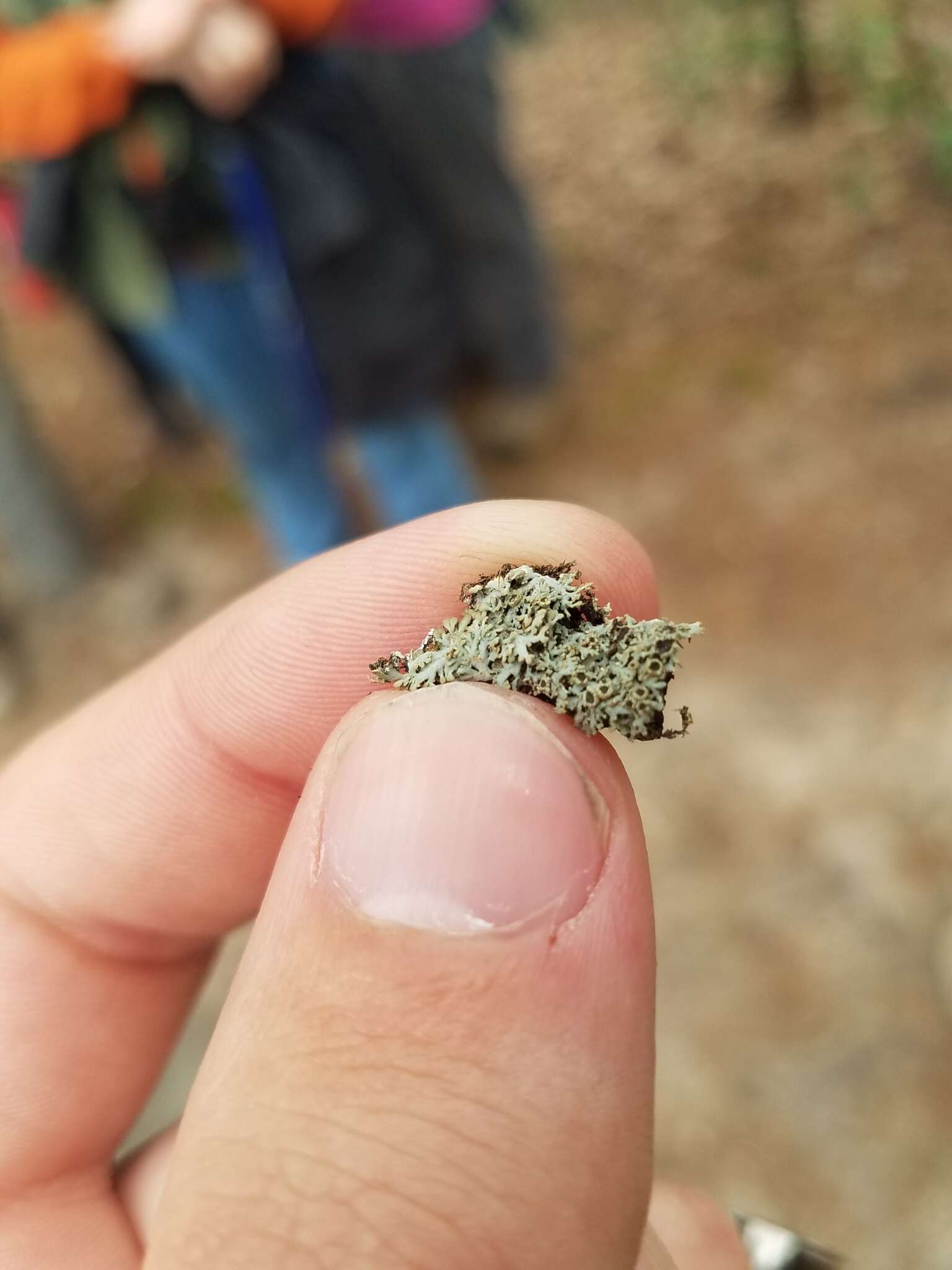 Image of fringed lichen