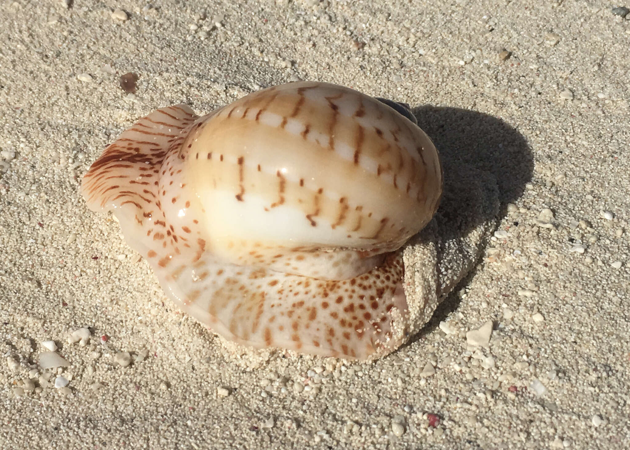 Image of colorful Atlantic moonsnail