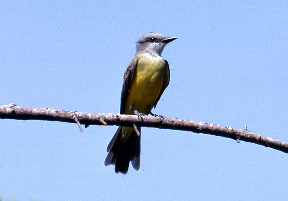 Image of Couch's Kingbird