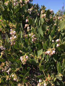 Image of Otay manzanita