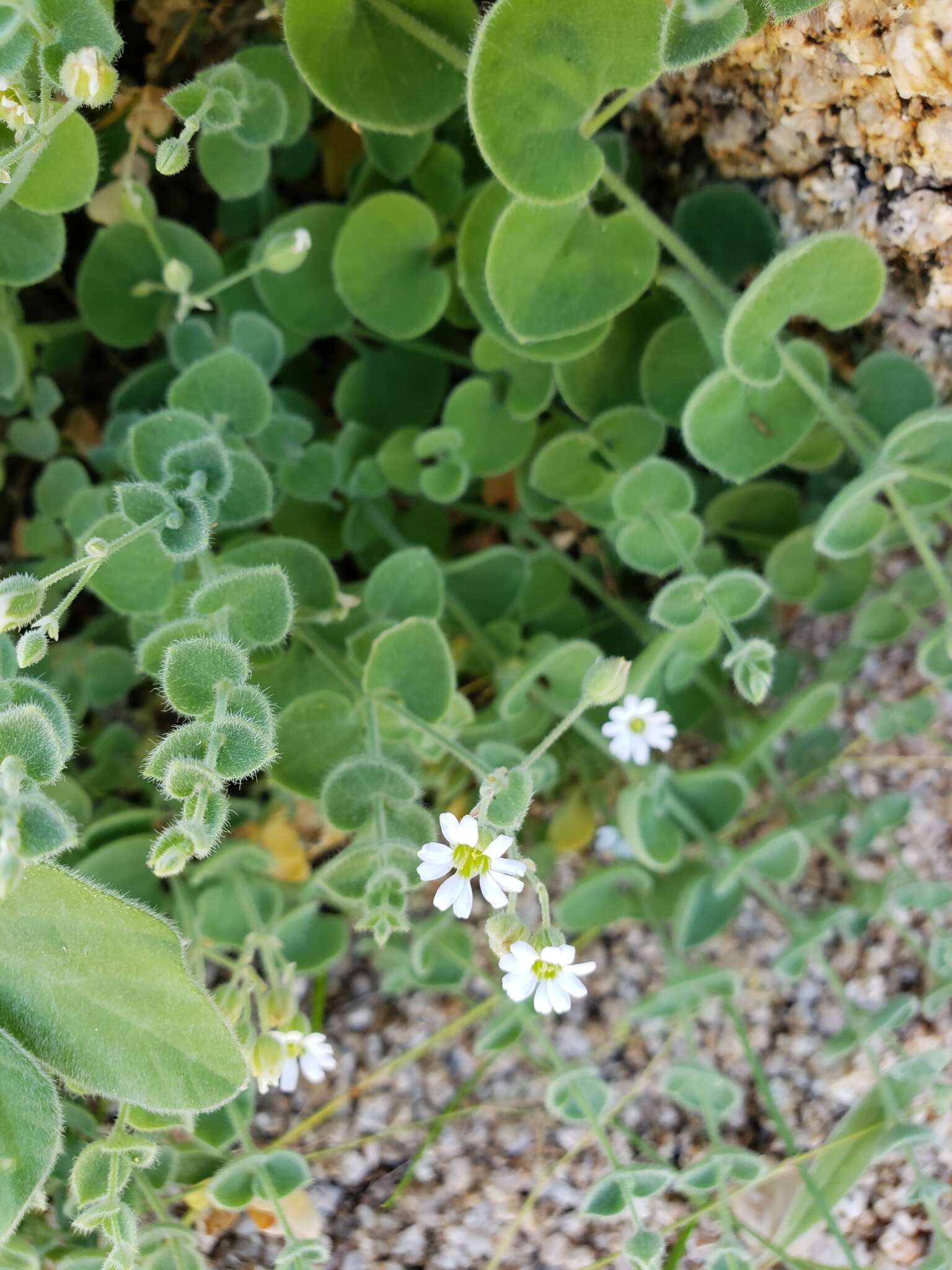 Drymaria debilis Brandeg. resmi