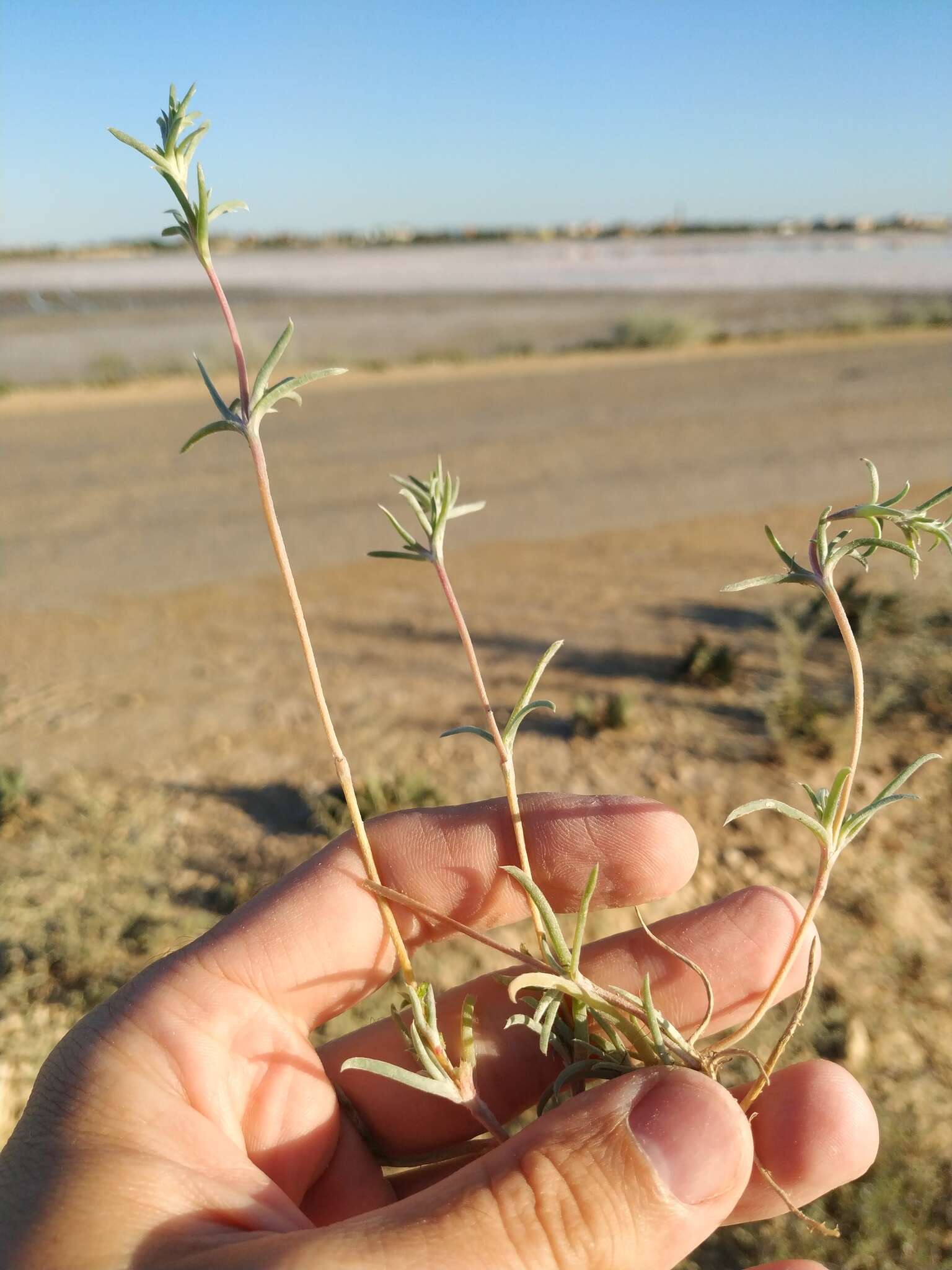 Image of Petrosimonia brachiata (Pall.) Bunge