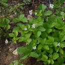 Sivun Rubus × castoreus kuva