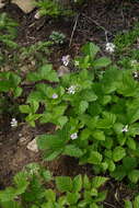 Image of Rubus × castoreus