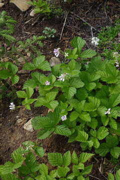 Sivun Rubus × castoreus kuva