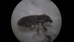 Image of Weevil