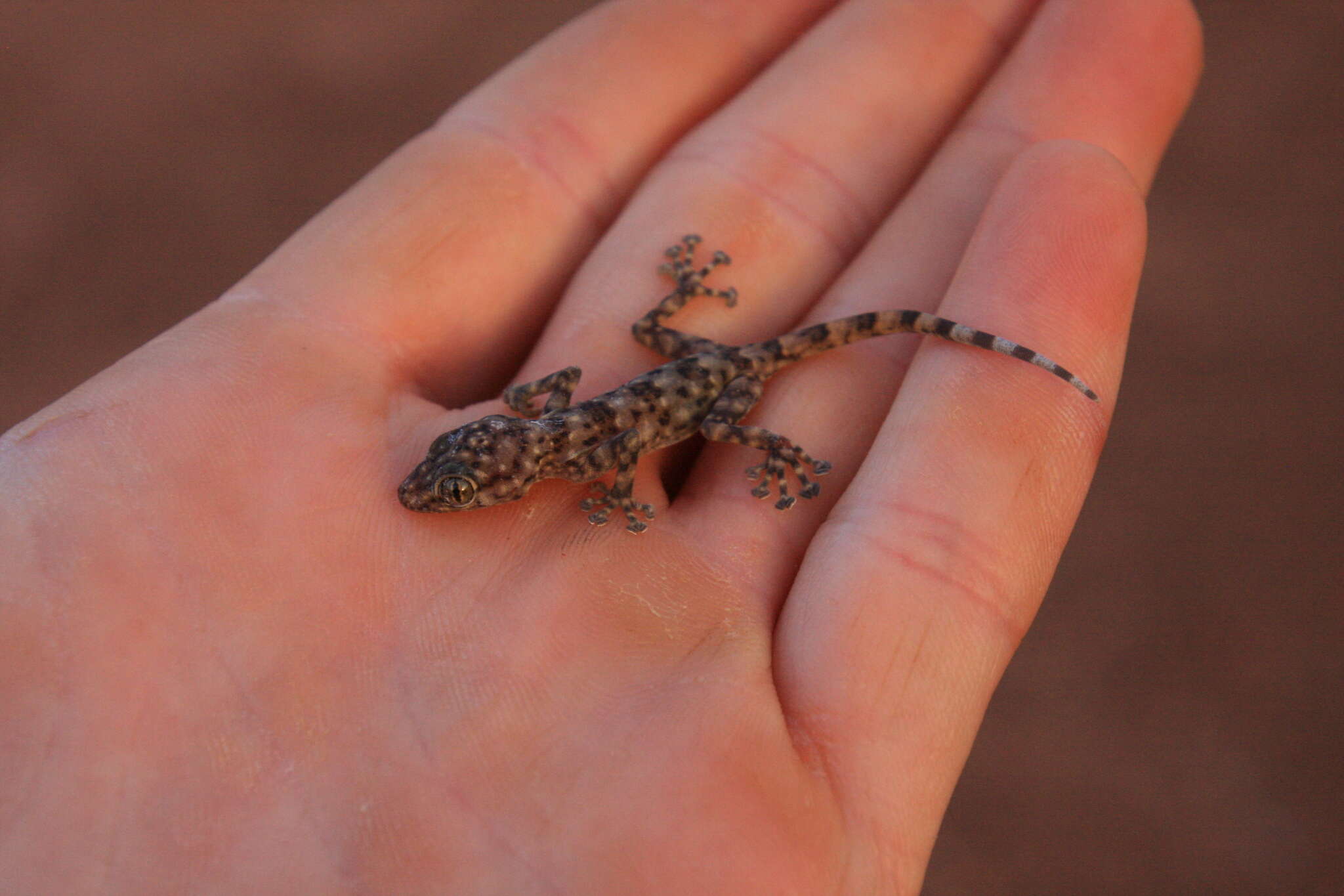 Image of Sahelian Fan-toed Gecko