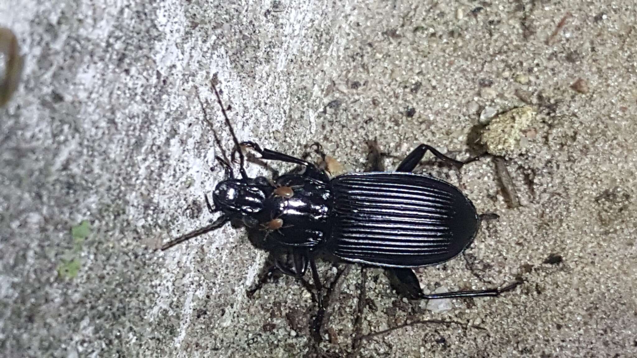 Image of Pterostichus (Platysma) niger (Schaller 1783)