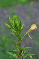 Oenothera rubricaulis Klebahn resmi