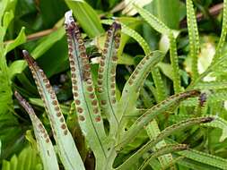 Image of Phymatosorus pustulatus subsp. howensis Tindale & P. S. Green