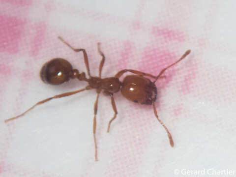 Image of Fire ant