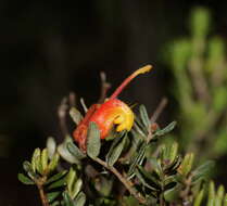 صورة Grevillea alpina Lindl.