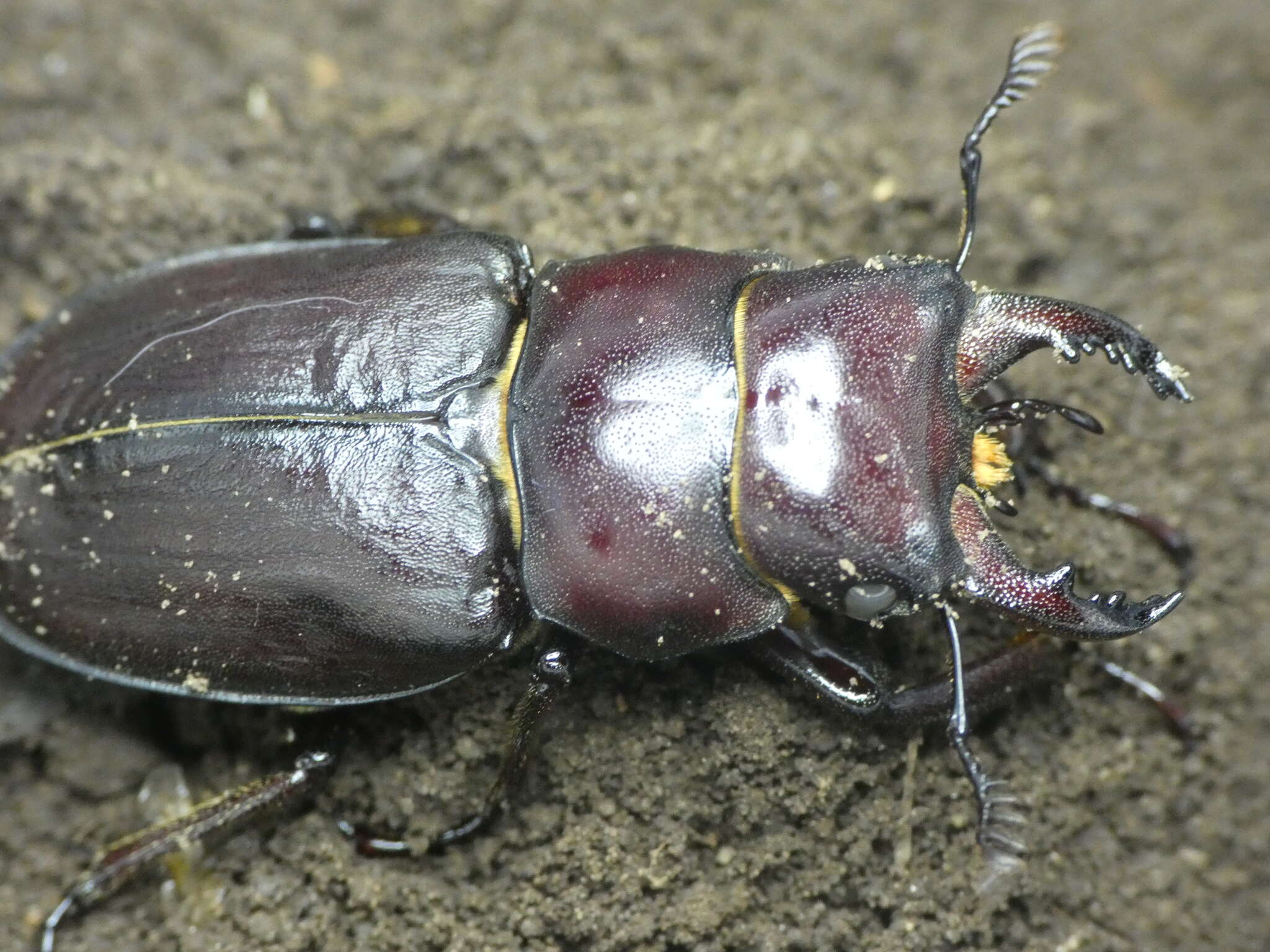 Image de Lucanus tetraodon sicilianus Planet 1899