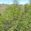 Image of Searsia erosa (Thunb.) Moffett