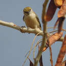 Image of Sennar Penduline Tit