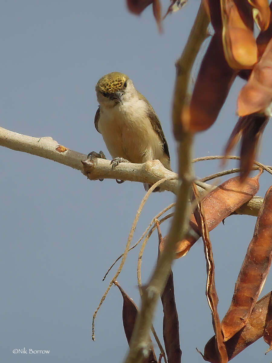 Image of Sennar Penduline Tit