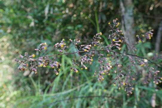 Image of Blumea lanceolaria (Roxb.) Druce