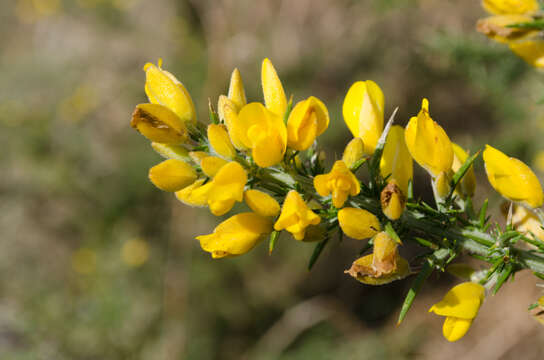 Imagem de Ulex europaeus subsp. europaeus